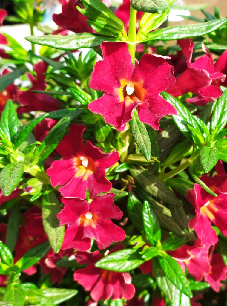 Mimulus_Mai_Tai_Red_flowers_leaves_up2_cut_up