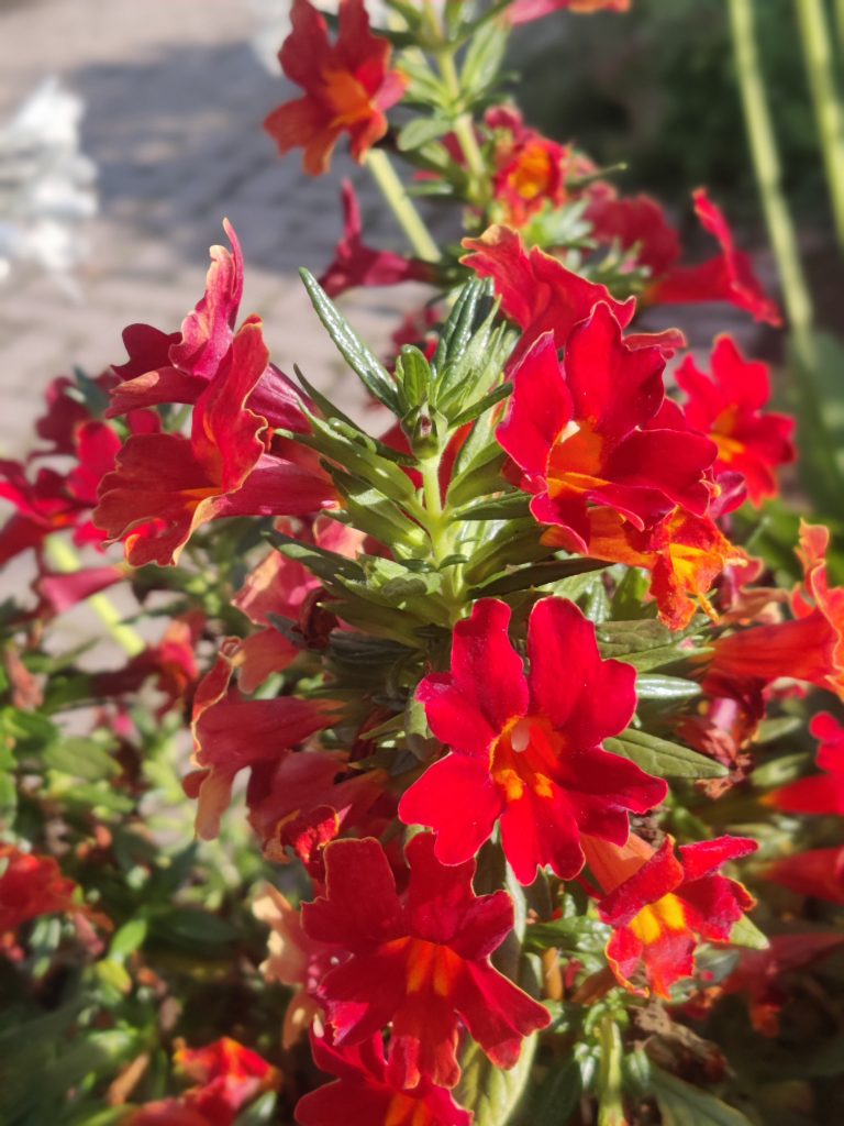 Mimulus_Mai_Tai_Red_flowers_new_up1