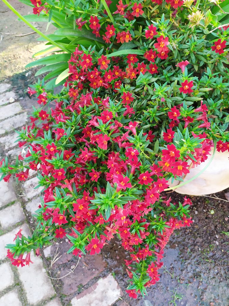 Mimulus_Mai_Tai_Red_full_flowers_up2