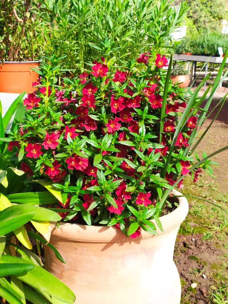 Mimulus_Mai_Tai_Red_full_young_up