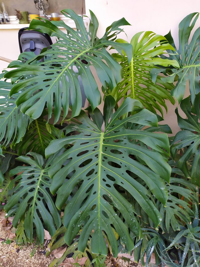 Monstera_deliciosa_full_up