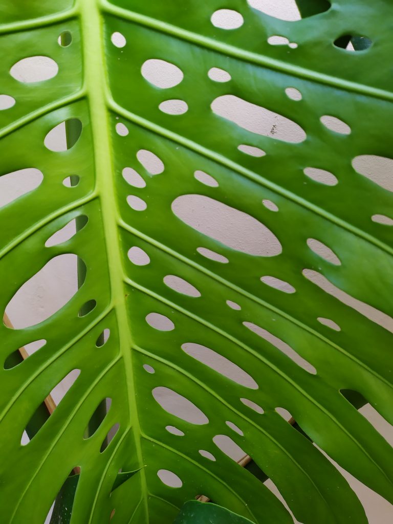 Monstera_deliciosa_leaf_holes_up