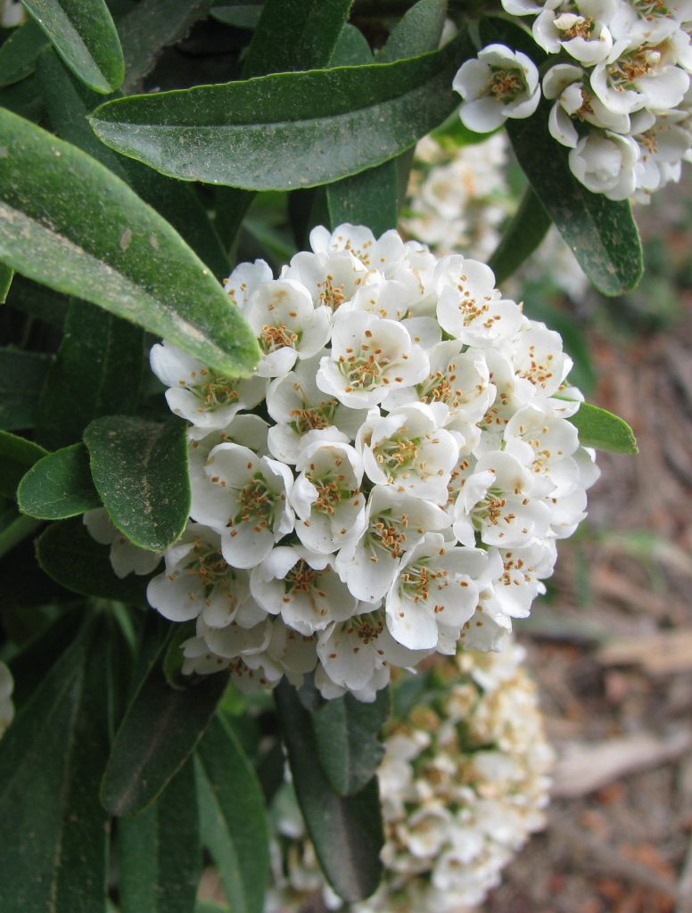 Pyracantha_Navaho_flowers_close_cut_up