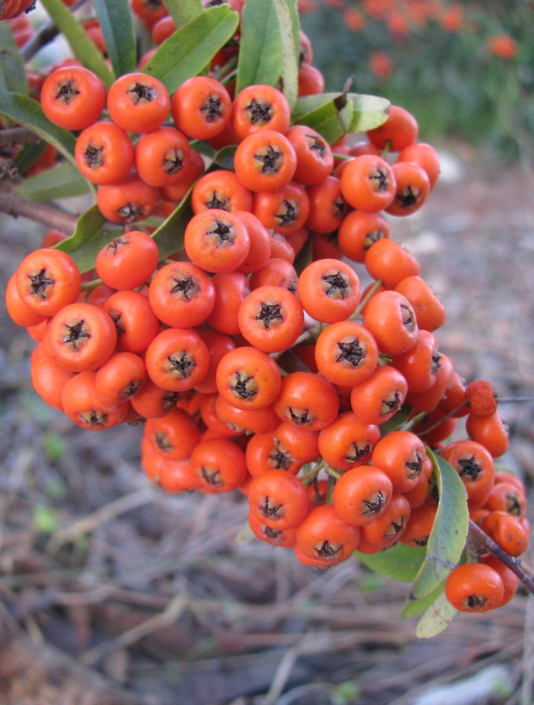 Pyracantha_Navaho_fruit2_cut_up