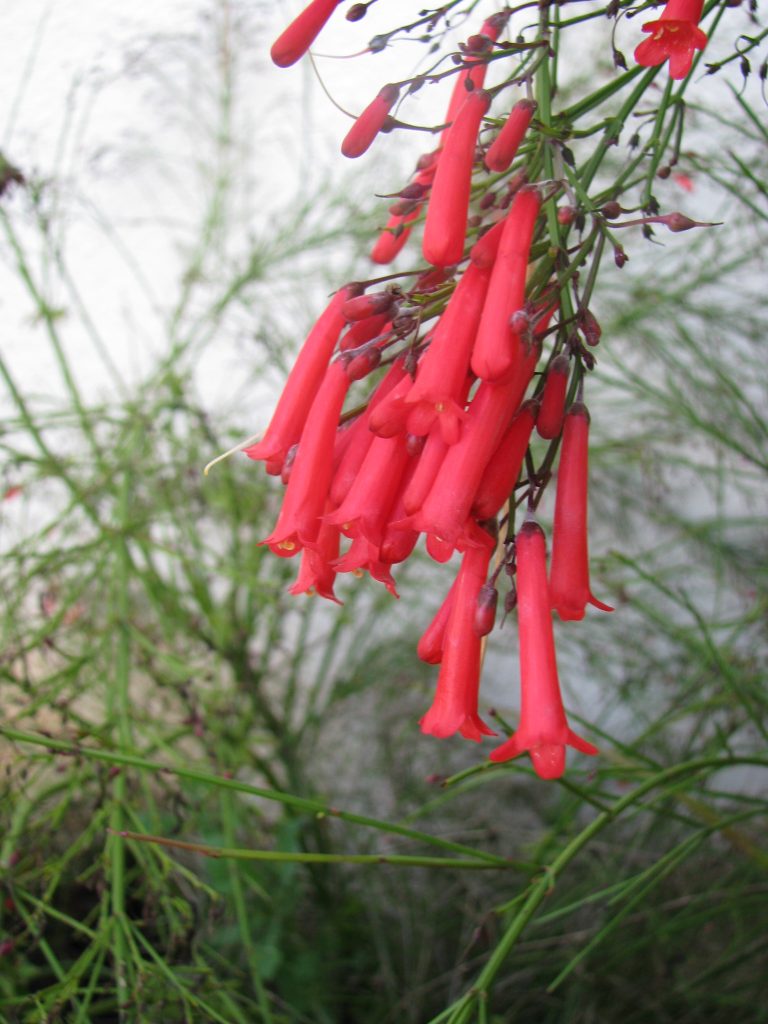 Russelia_equisetiformis_flowers_up1