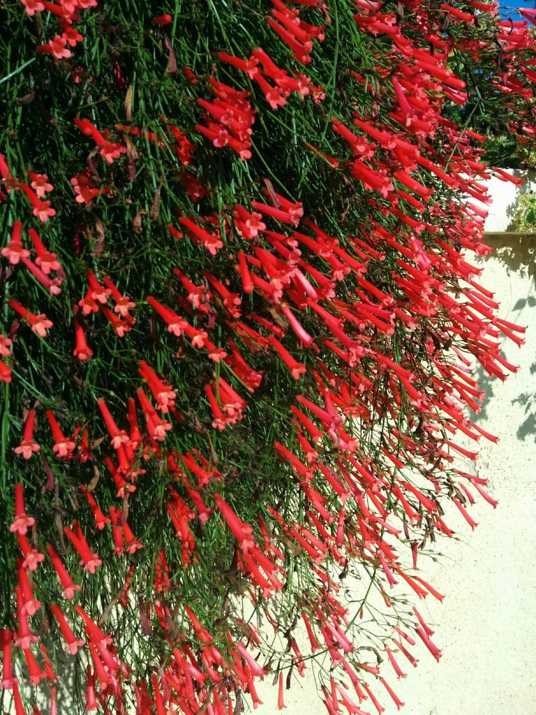 Russelia_equisetiformis_many_flowers_up