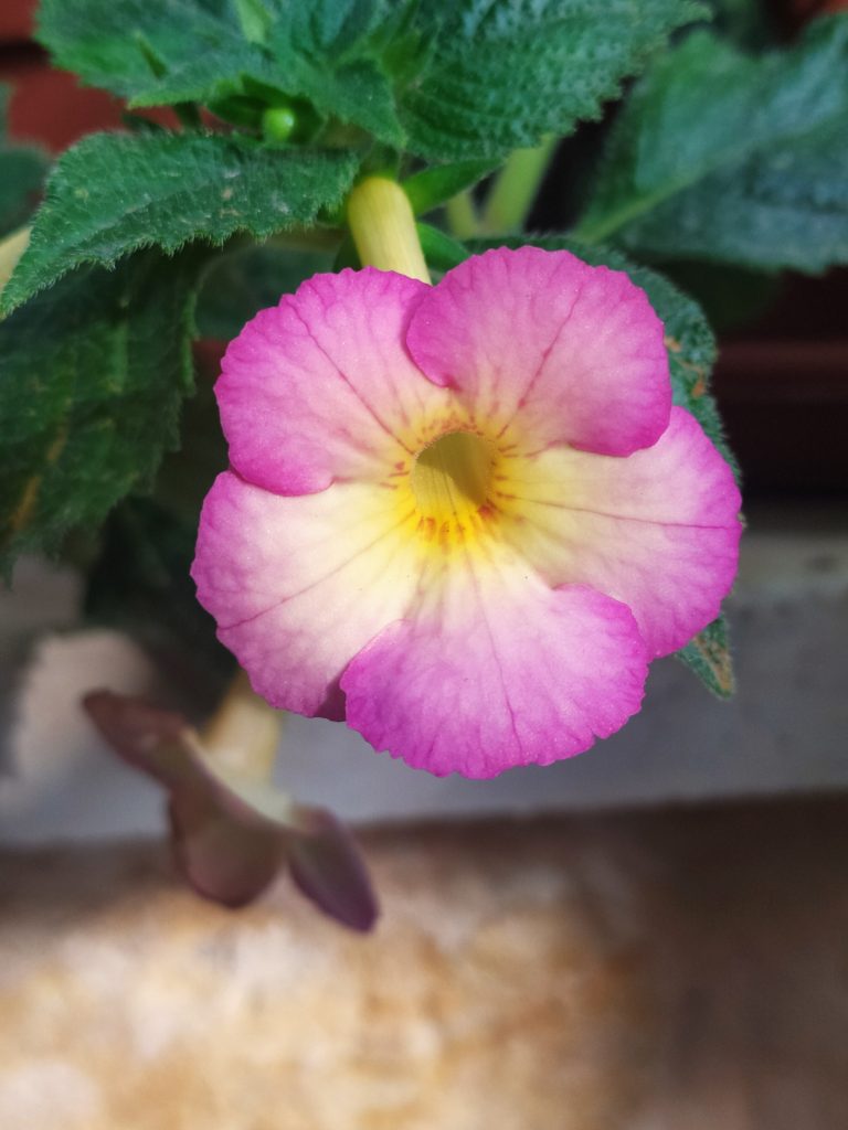 Achimenes_Sauline_flower_up1