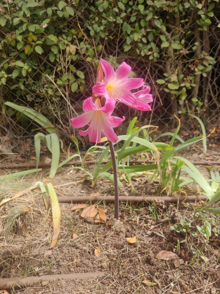 Amaryllis_belladonna_dark_pink_flower_up1