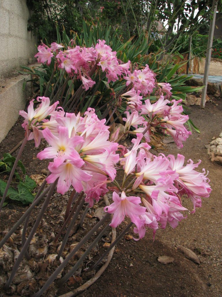 Amaryllis_belladonna_flowers_spikes_up1