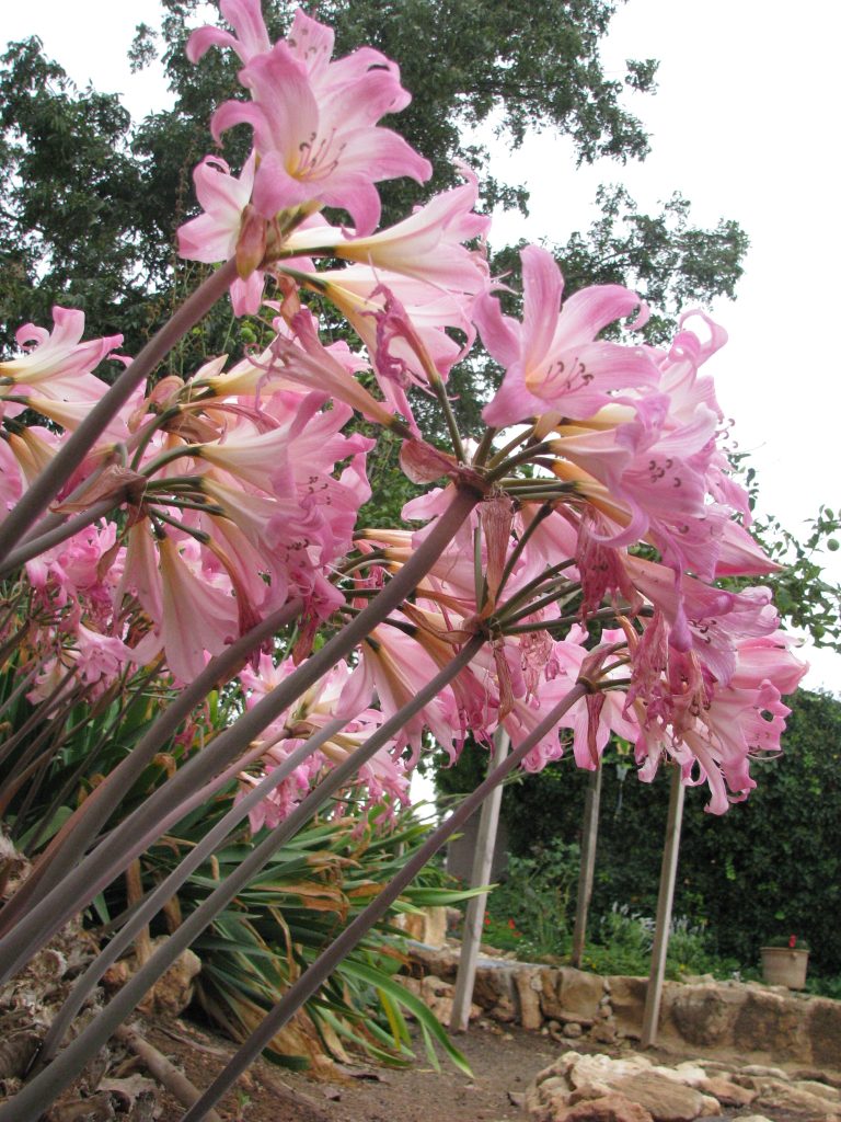 Amaryllis_belladonna_flowers_spikes_up2