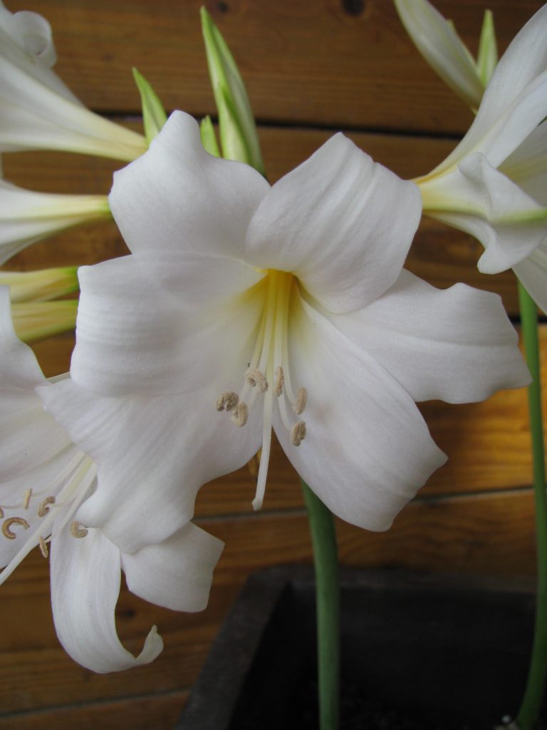 Amaryllis_belladonna_white_flowers_up1