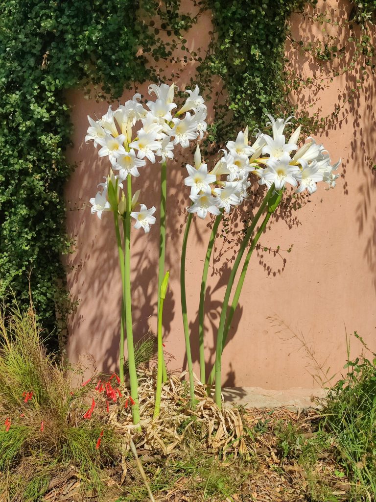 Amaryllis_belladonna_white_full_up1