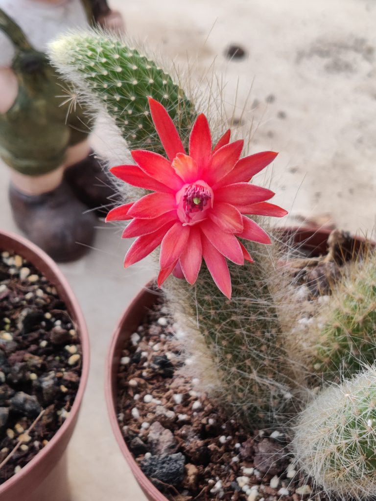 Cleistocactus_winteri_ssp_colademononsis_flower_up1