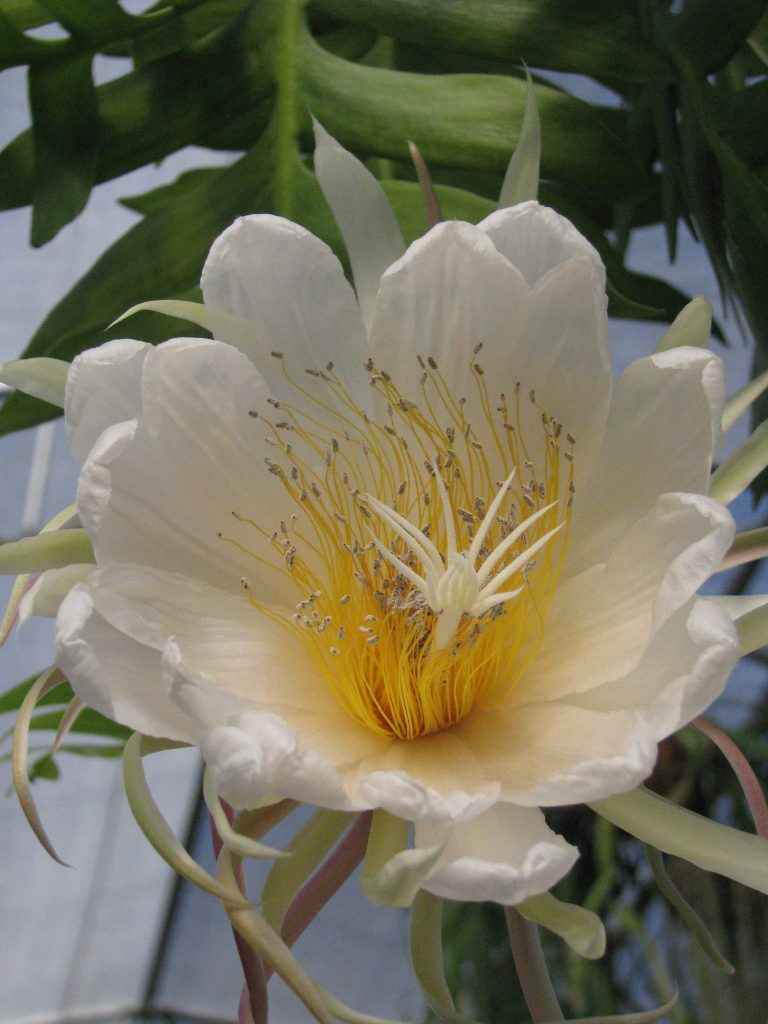 Epiphyllum_chrysocardium_flower_close_up