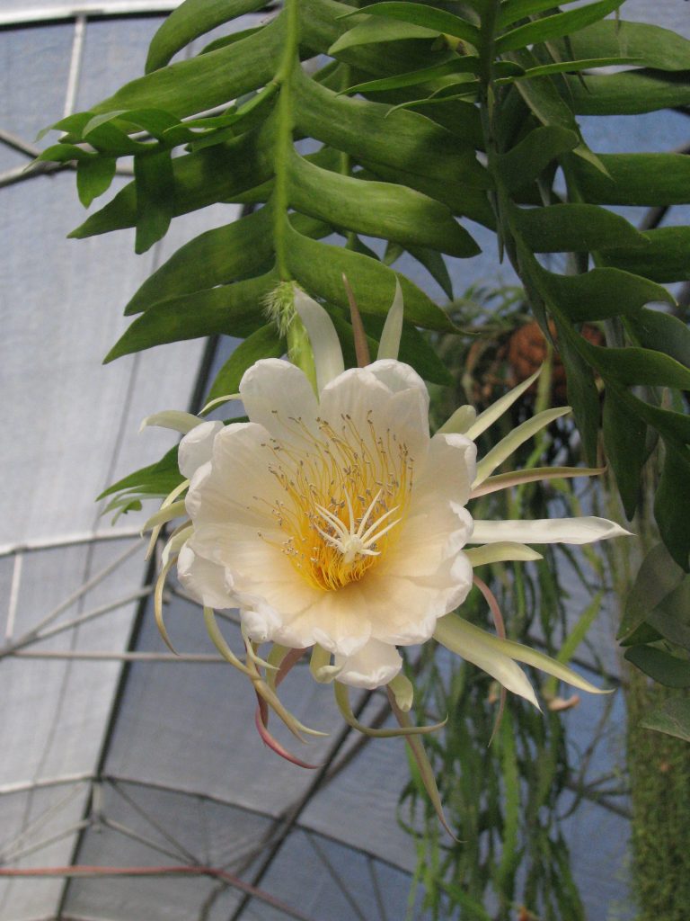 Epiphyllum_chrysocardium_flower_up