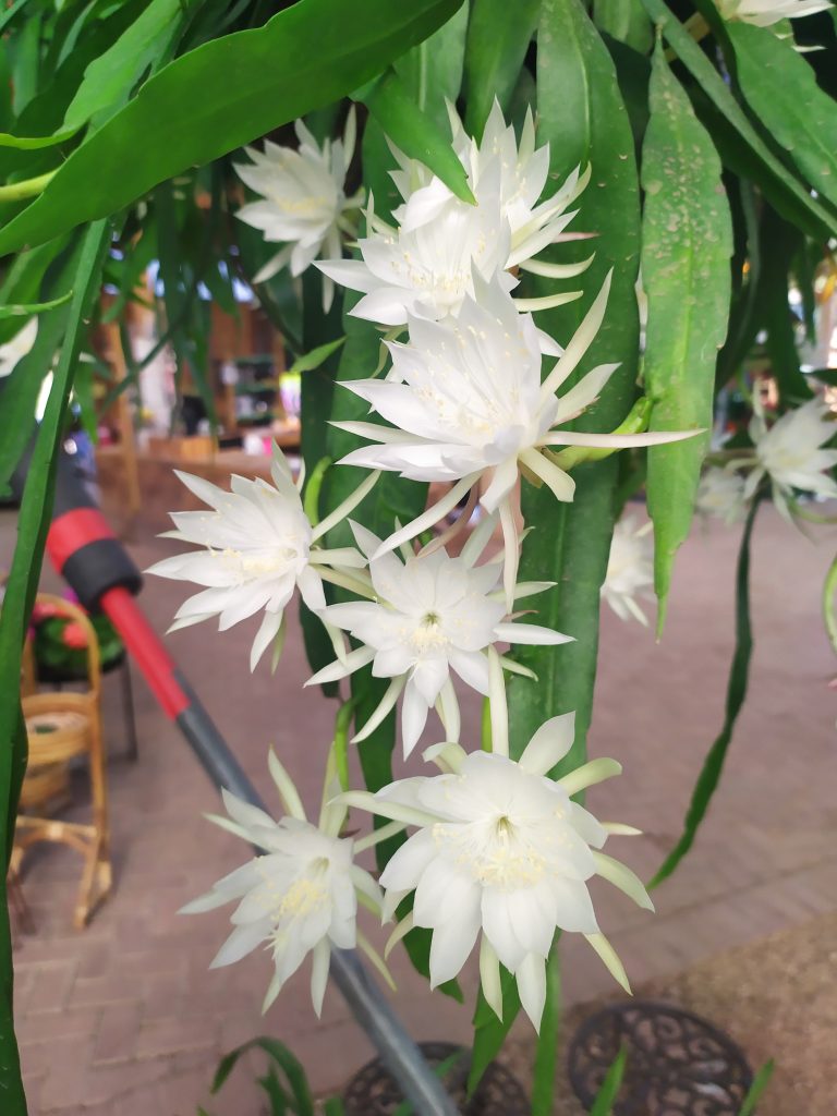 Epiphyllum_pumilum_flowers_up1