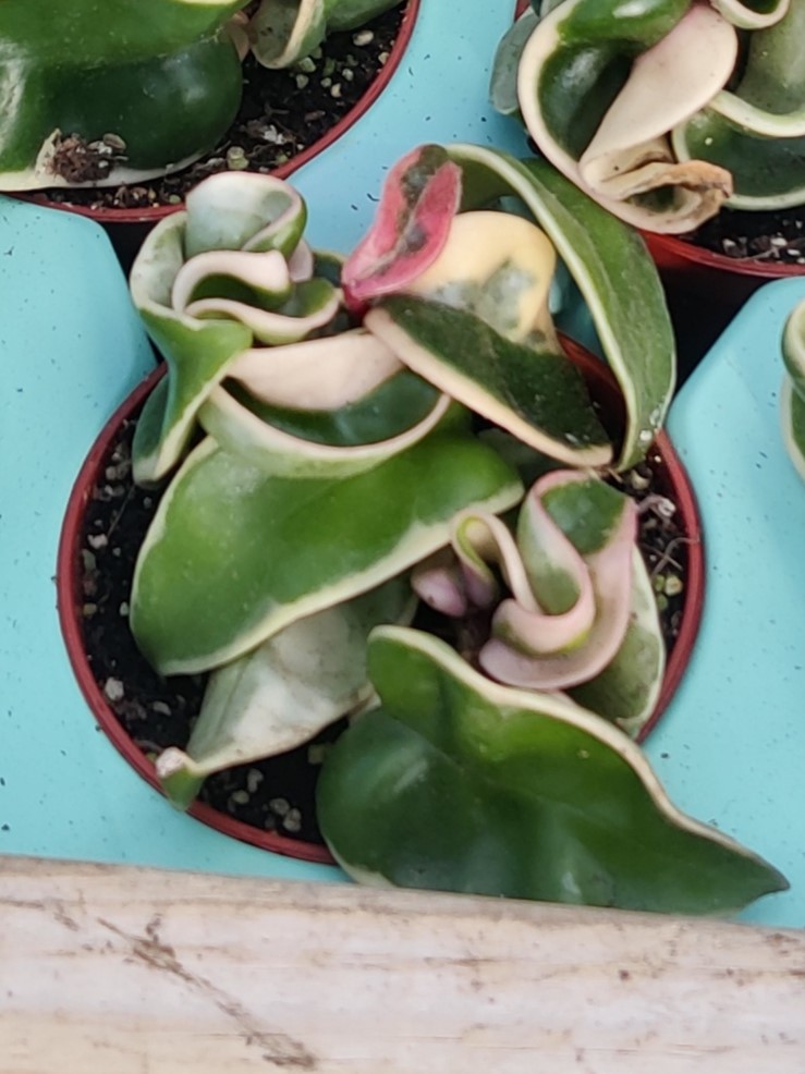 Hoya_carnosa_Compacta_Variegata_young_plants1_cut_close_up