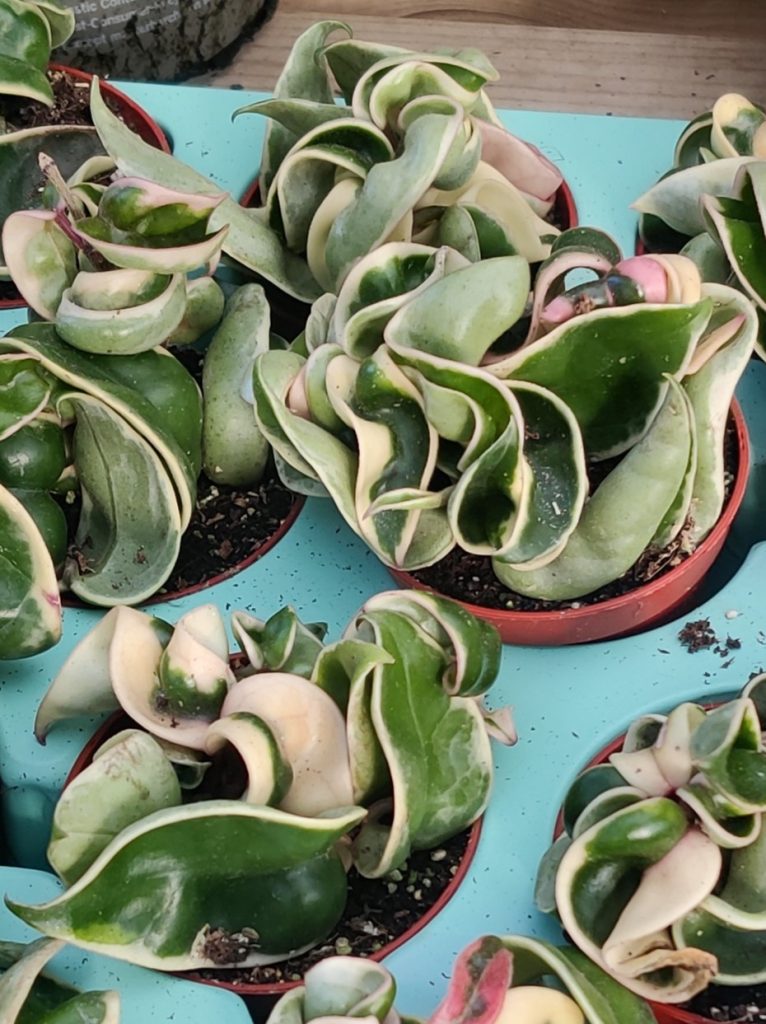 Hoya_carnosa_Compacta_Variegata_young_plants1_cut_up