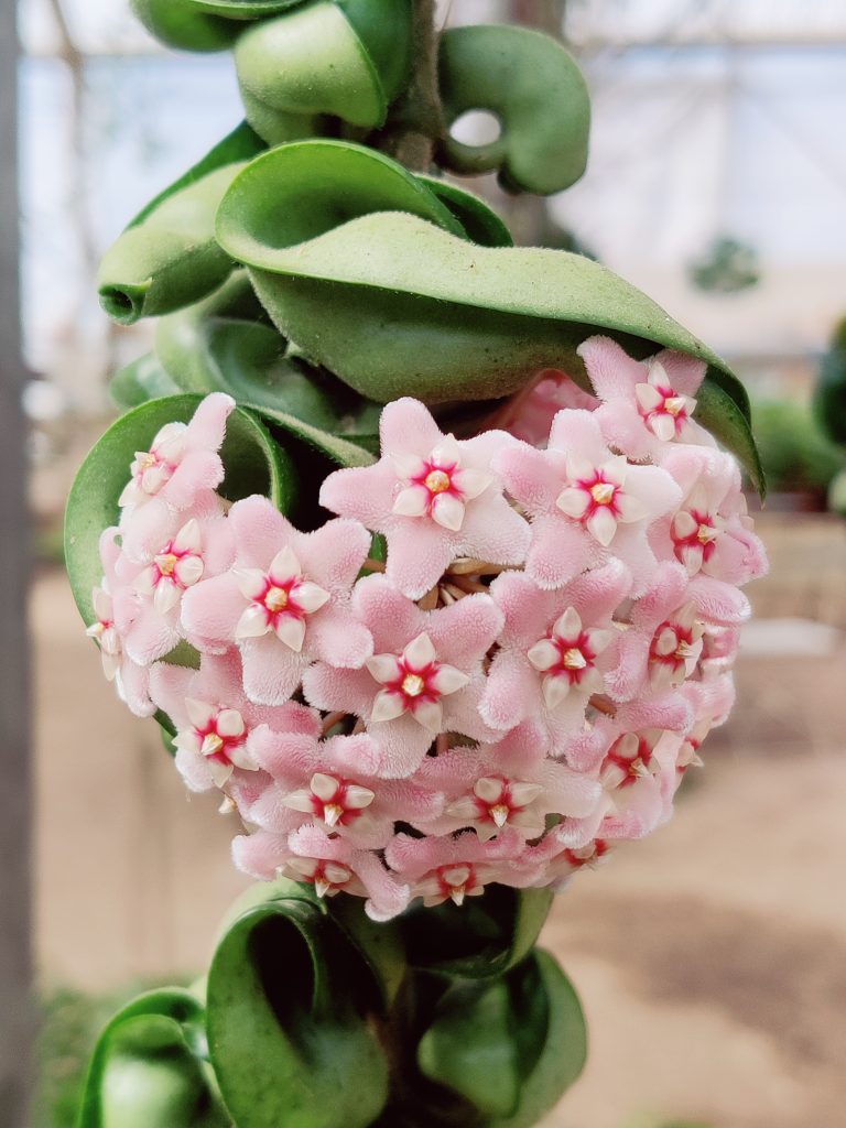 Hoya_carnosa_Compacta_flowers_close_up1