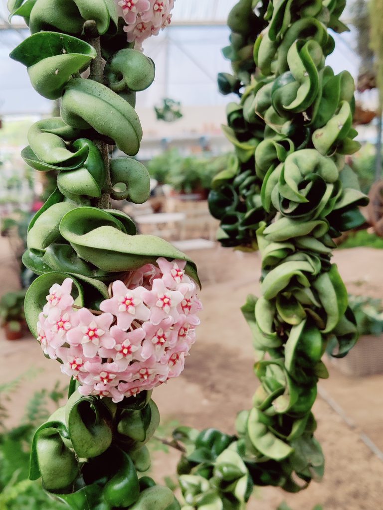 Hoya_carnosa_Compacta_flowers_leaves_up1