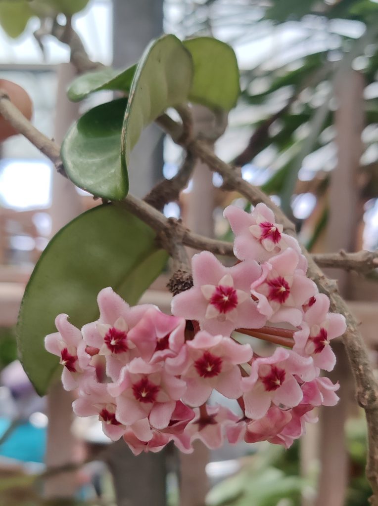 Hoya_carnosa_Krinkle_leaves_flowers_up1_cut_up