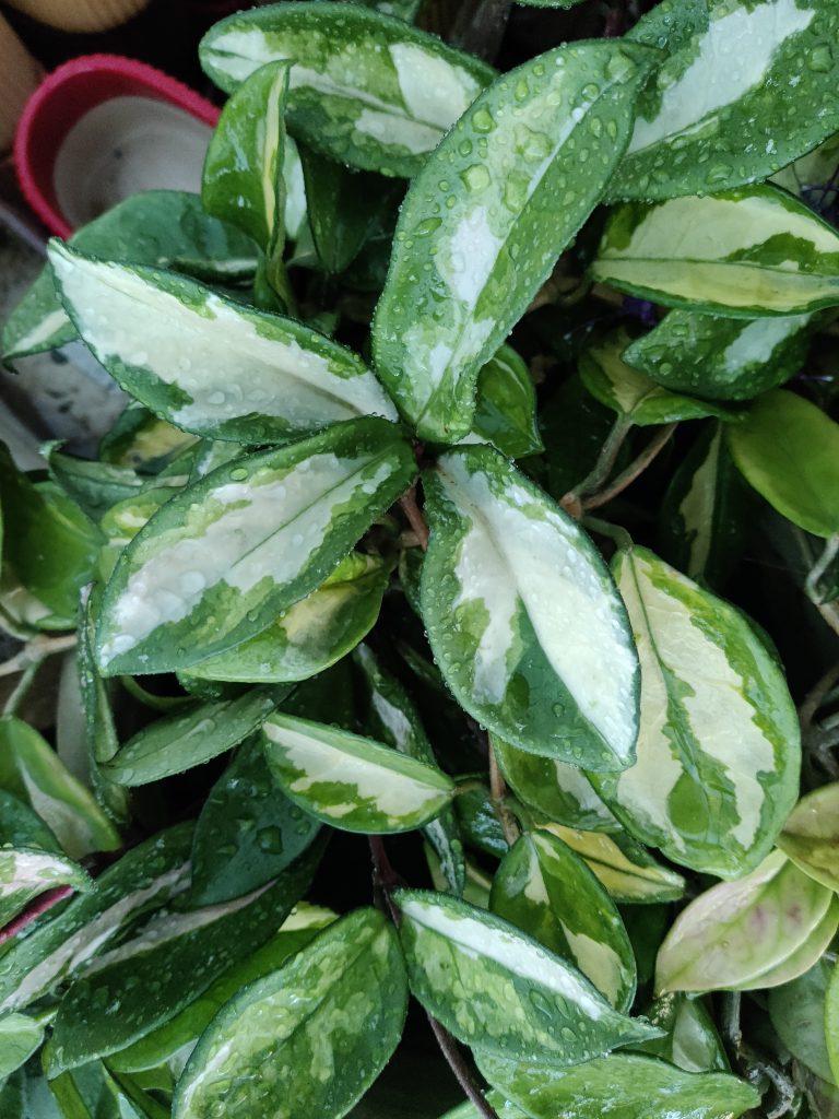 Hoya_carnosa_Tricolor_leaves_up1