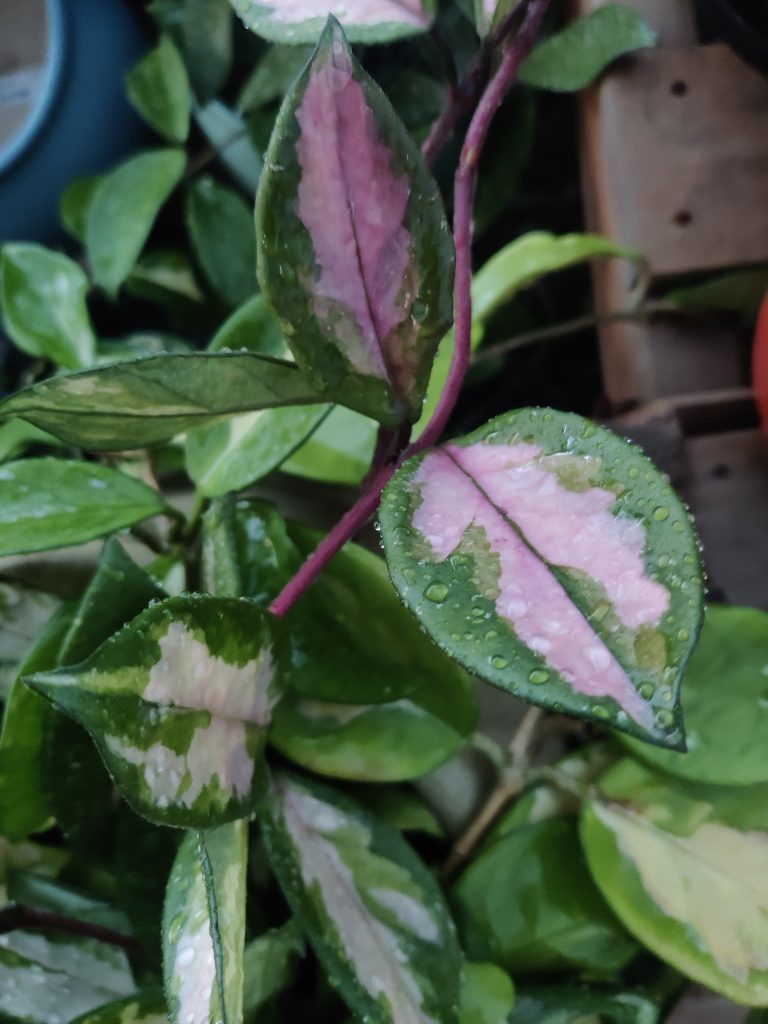 Hoya_carnosa_Tricolor_young_leaves_up1