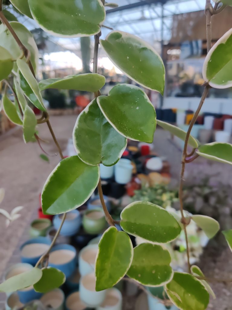 Hoya_carnosa_Variegata_leaves_up1