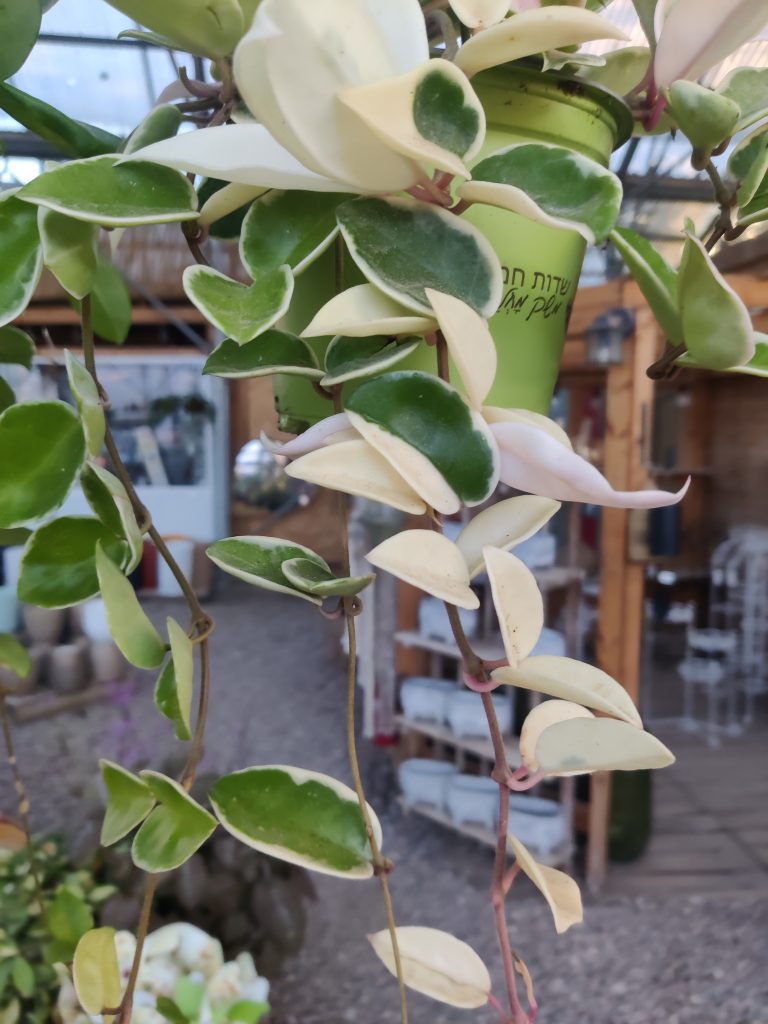 Hoya_carnosa_Variegata_white_leaves_up1