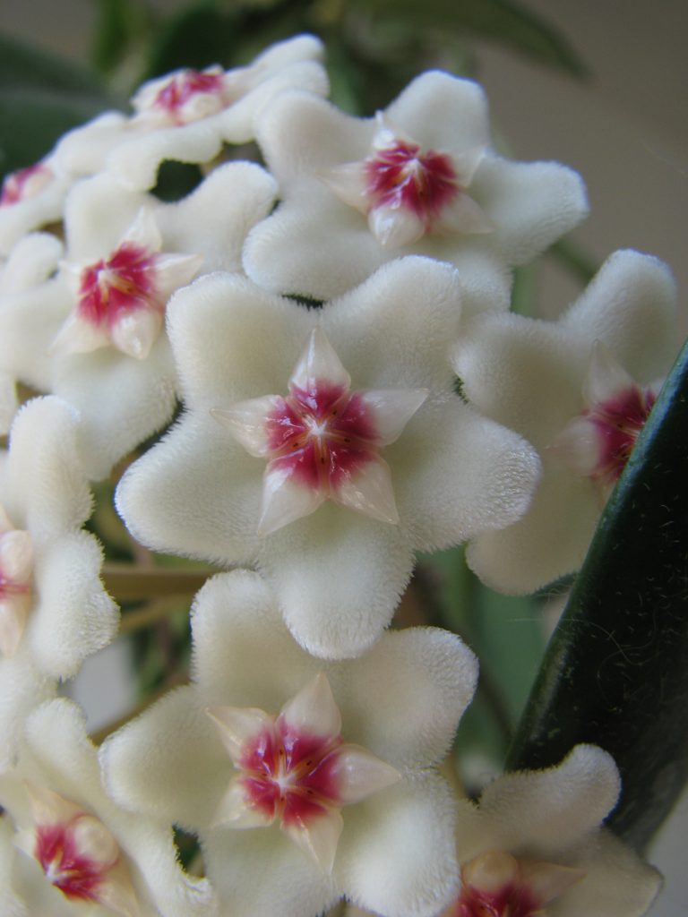 Hoya_carnosa_flowers_close_up1