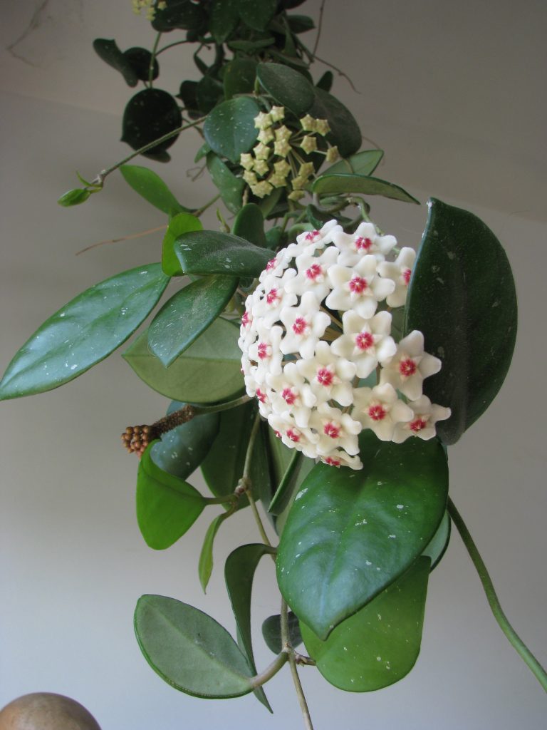 Hoya_carnosa_flowers_leaves_up1