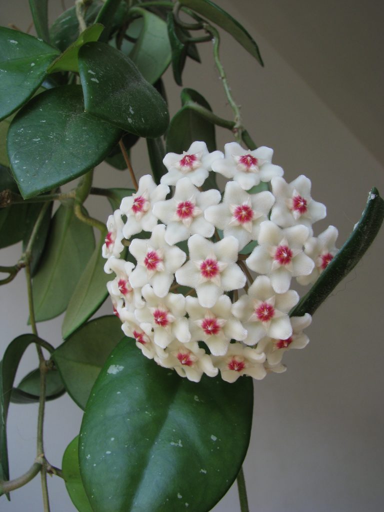 Hoya_carnosa_flowers_leaves_up2