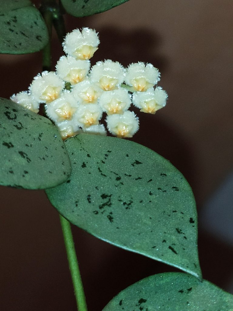 Hoya_krohniana_Eskimo_leaves_flowers_up1