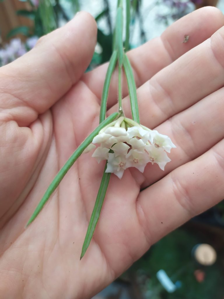 Hoya_linearis_flowers_up