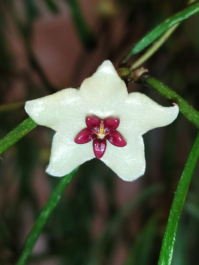 Hoya_retusa_flower_up1