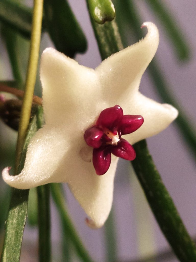 Hoya_retusa_flower_up2