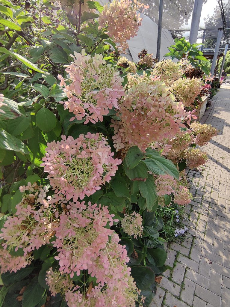 Hydrangea_paniculata__flowers_pink_up1