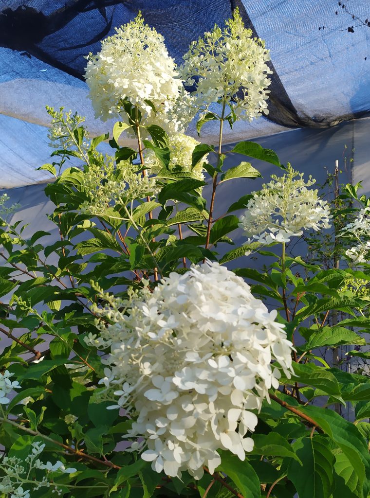 Hydrangea_paniculata__flowers_up2_cut_up