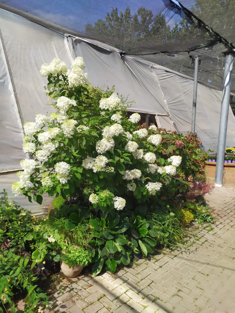 Hydrangea_paniculata__full_up3