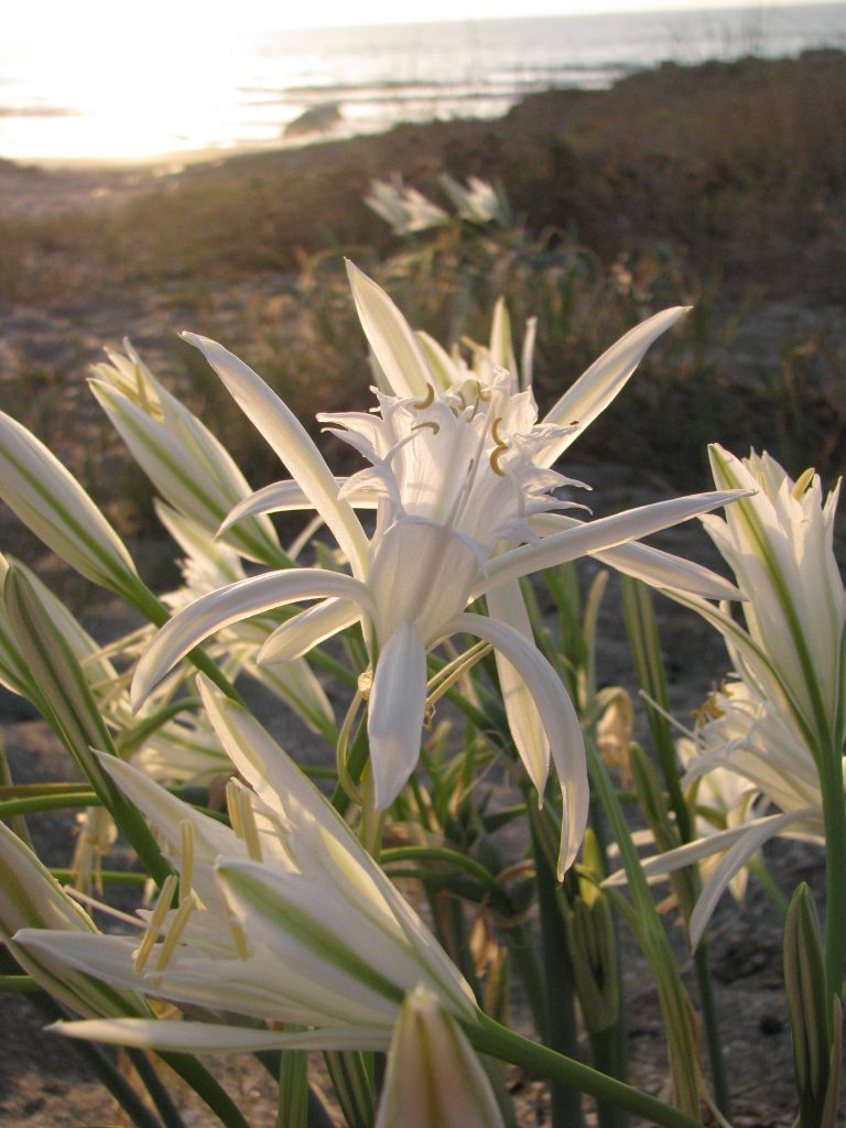 Pancratium_maritimum_flowers_up1