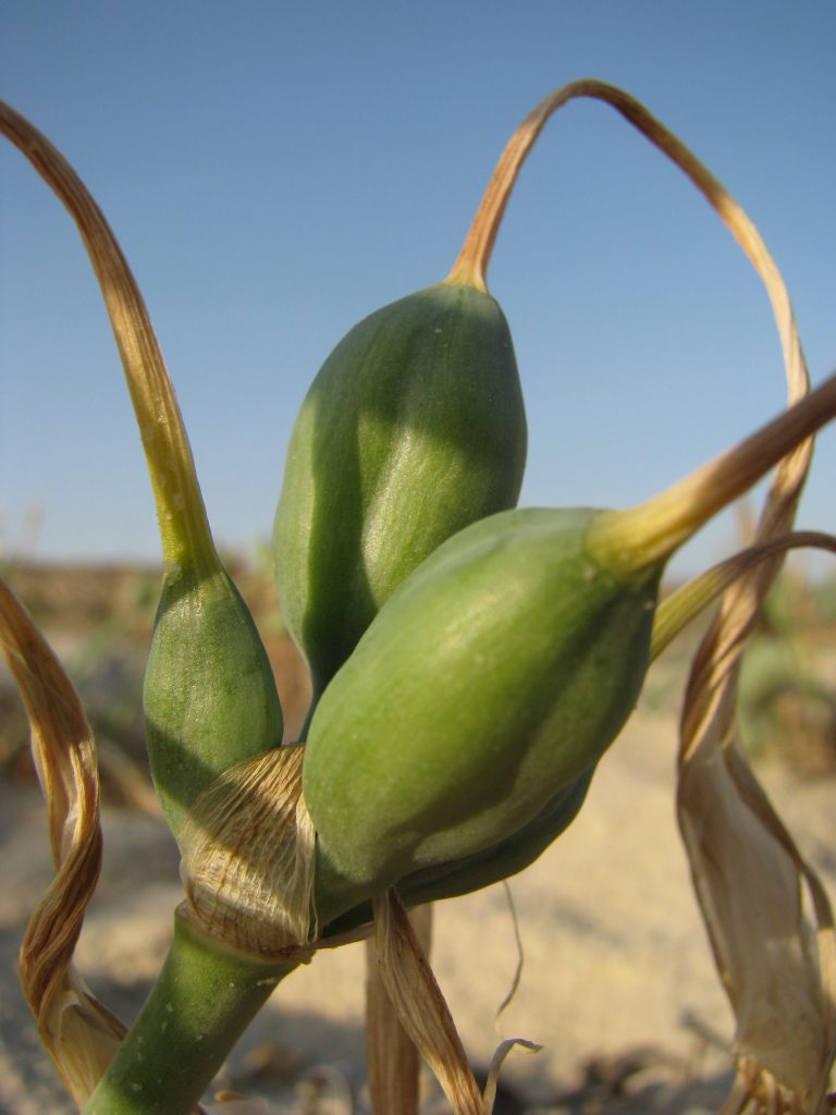 Pancratium_maritimum_fruit_up1