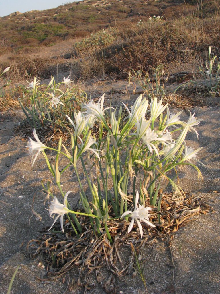 Pancratium_maritimum_full_flowers_up1