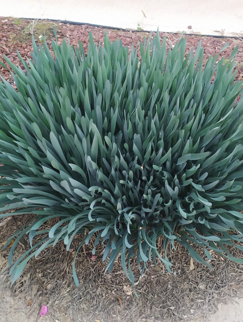 Pancratium_maritimum_leaves1_cut_up