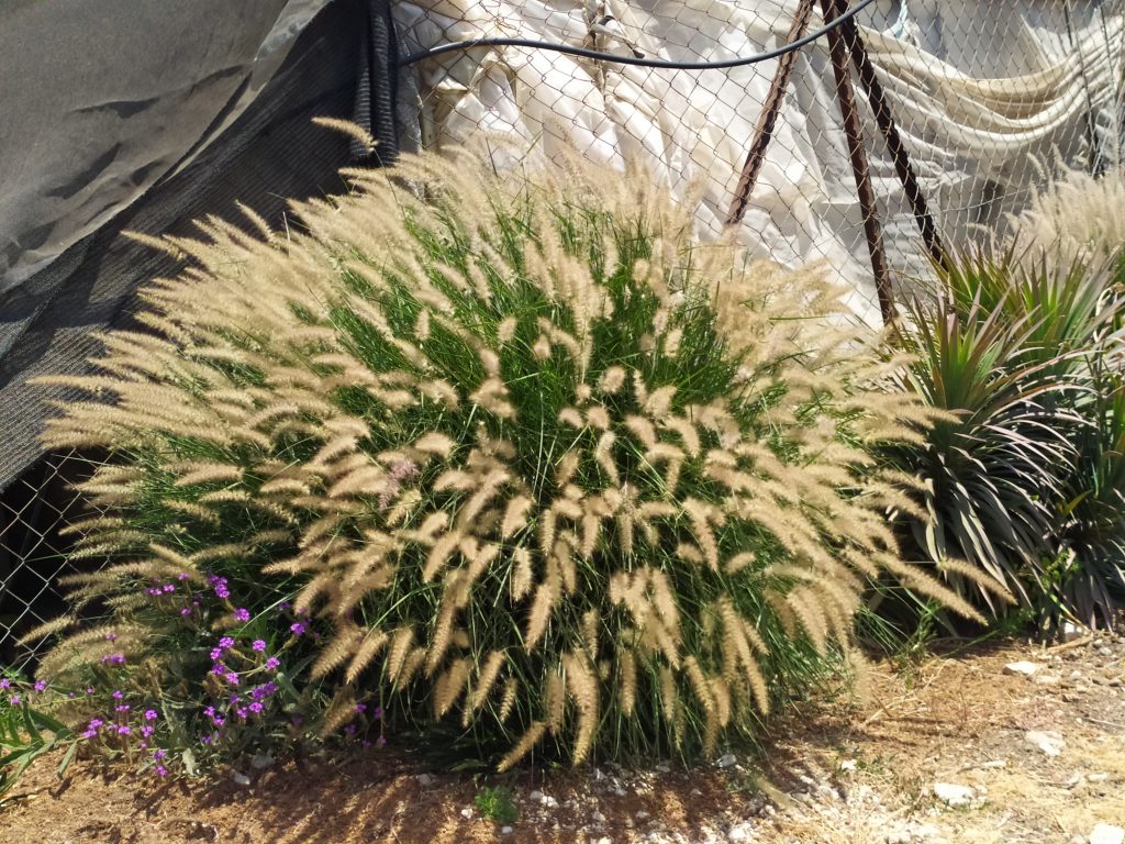 Pennisetum_orientale_Karley_Rose_full1