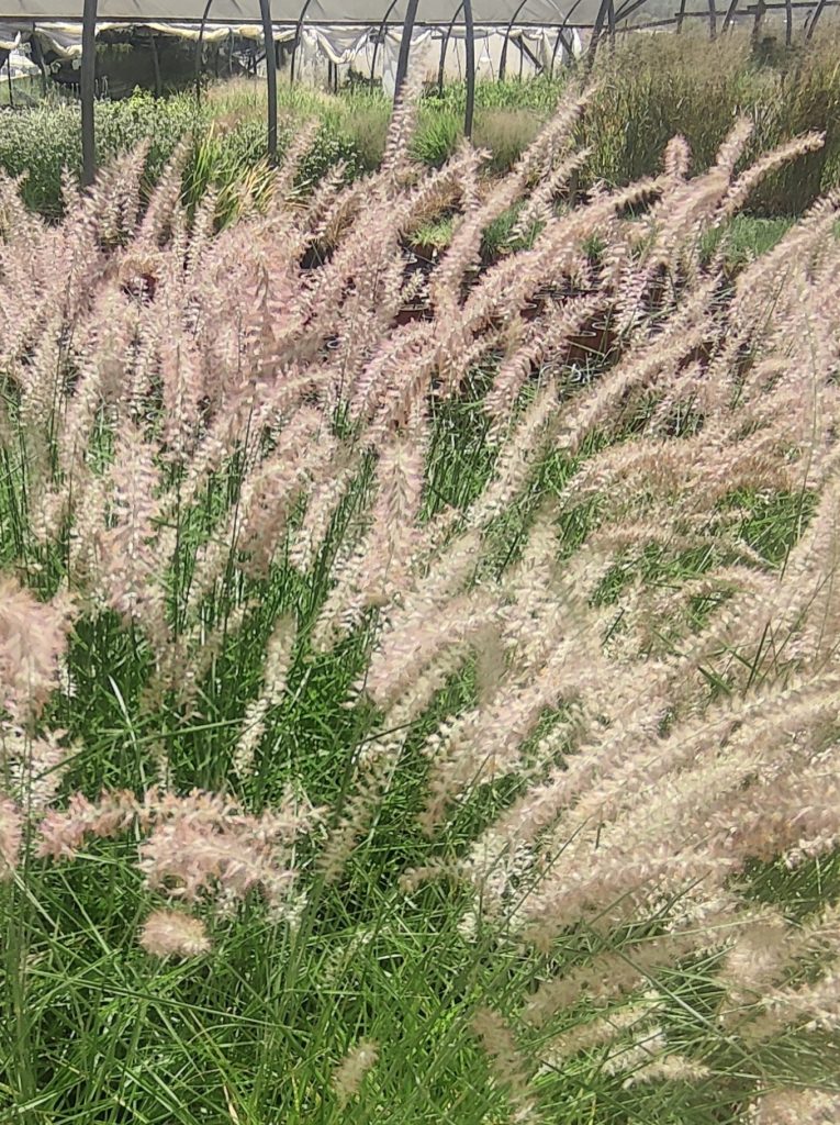 Pennisetum_orientale_Karley_Rose_full_young_cut_up