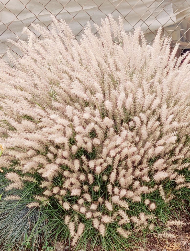 Pennisetum_orientale_full2_cut_up