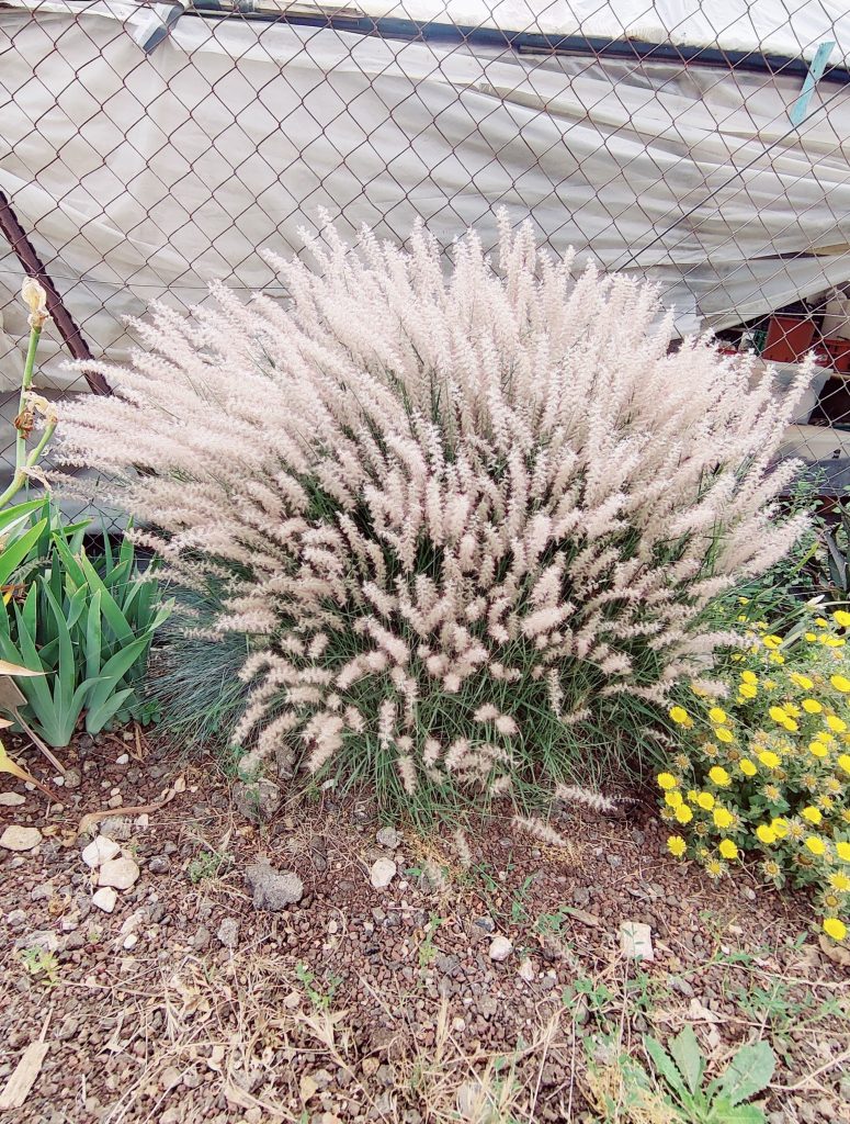 Pennisetum_orientale_full4_cut_up