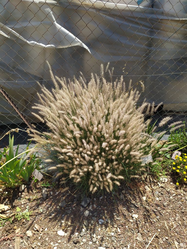 Pennisetum_orientale_full_up1