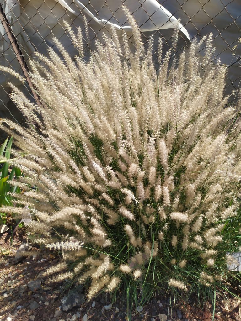 Pennisetum_orientale_full_up2