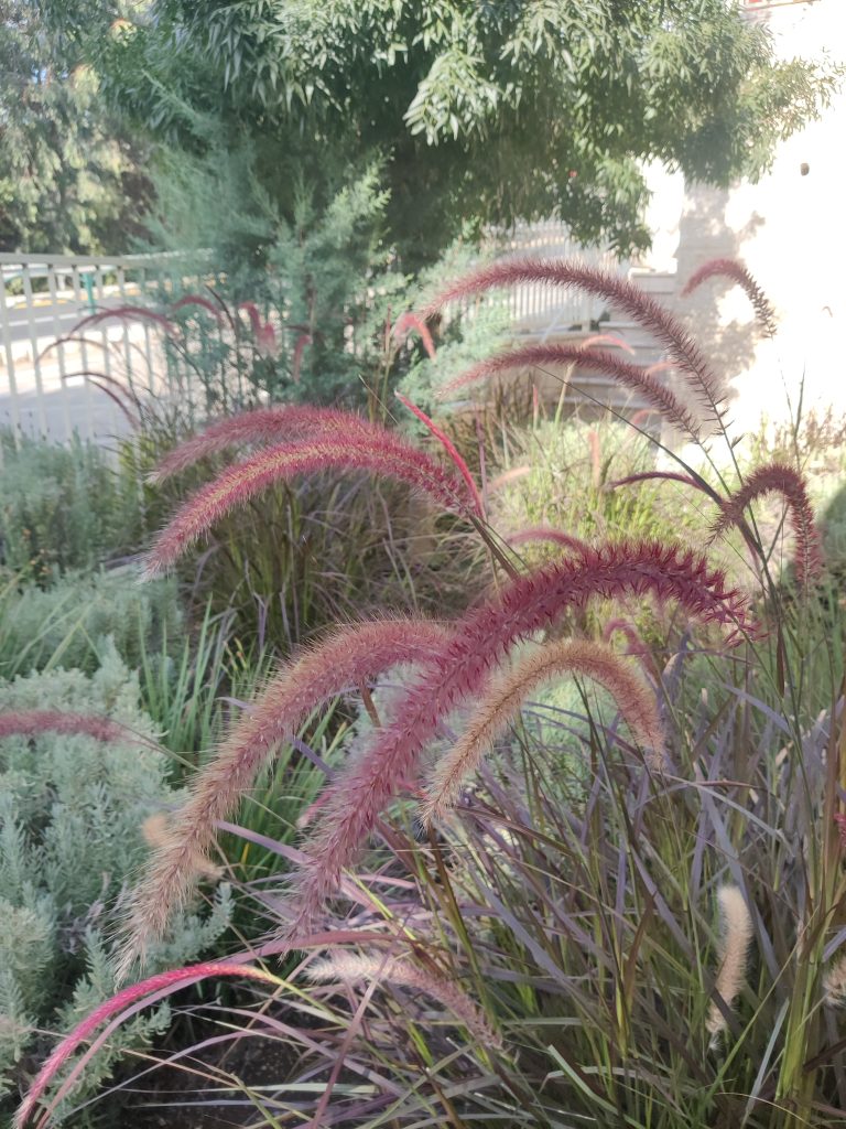 Pennisetum_setaceum_Rubrum_flowers_up1